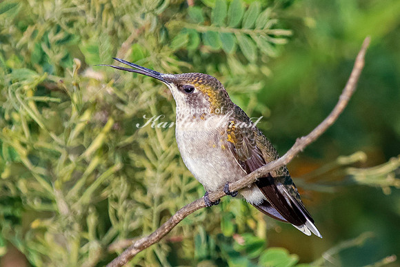 Ruby-throated Hummingbird 21 - September 1,  2023 Oakwood Lakes State Park