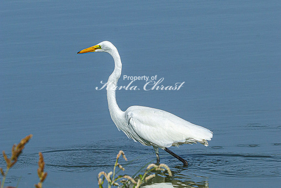 Great Egret 14 - September 1, 2023 Oakwood Lakes State Park South Dakota