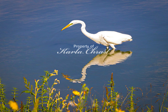 Great Egret 10 - September 1, 2023 Oakwood Lakes State Park South Dakota