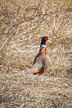 Ring-necked Pheasant, Male 29 - April 11, 2025 - Sioux Poinsett Game Production Area