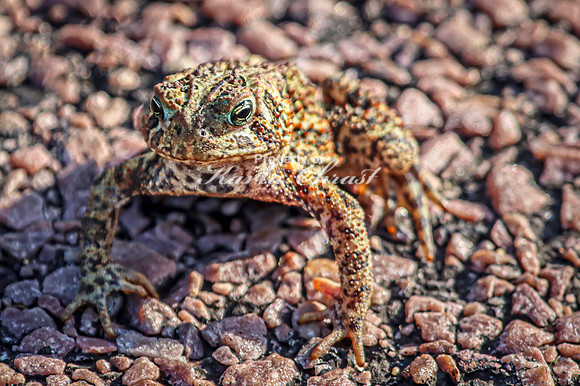American Toad 3 - September 1, 2023 Oakwood Lakes State Park South Dakota