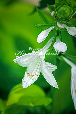 Hosta 5 - August 01, 2024