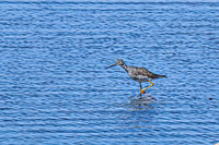 Greater Yellowlegs 10 - April 11, 2025 - Oakwood Lakes State Park South Dakota