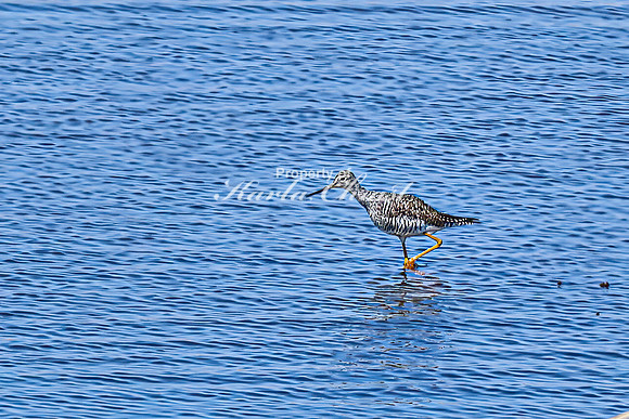 Greater Yellowlegs 10 - April 11, 2025 - Oakwood Lakes State Park South Dakota