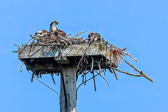 Osprey 13 - July 30, 2024 North Country National Scenic Trail