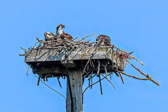 Osprey 14 - July 30, 2024 North Country National Scenic Trail
