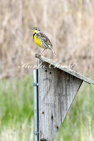Western Meadowlark 33 - May 08, 2024 DeSoto National Wildlife Refuge
