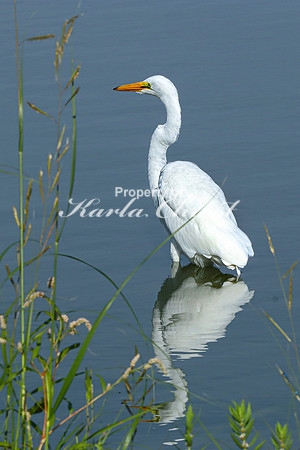 Great Egret 9 - September 1, 2023 Oakwood Lakes State Park South Dakota