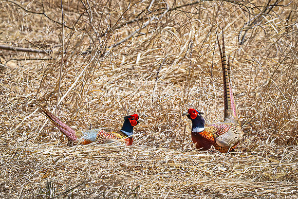 Ring-necked Pheasant, Male 24 - April 11, 2025 - Sioux Poinsett Game Production Area