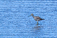 Greater Yellowlegs 8 - April 11, 2025 - Oakwood Lakes State Park South Dakota