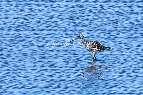 Greater Yellowlegs 8 - April 11, 2025 - Oakwood Lakes State Park South Dakota