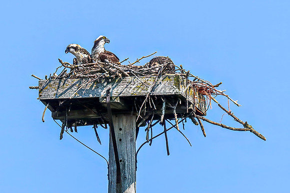 Osprey 15 - July 30, 2024 North Country National Scenic Trail