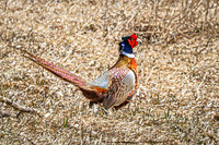 Ring-necked Pheasant, Male 15 - April 11, 2025 - Sioux Poinsett Game Production Area