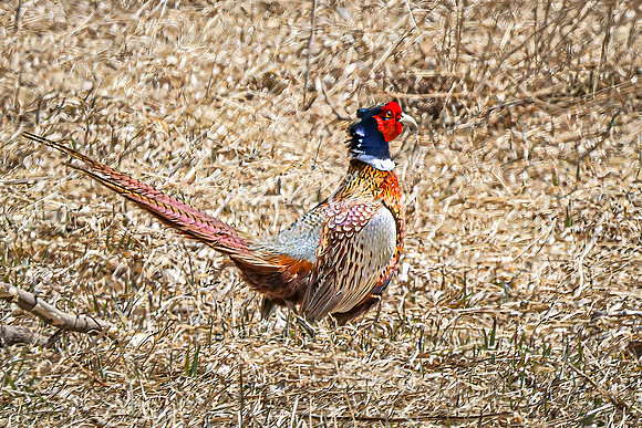 Ring-necked Pheasant, Male 15 - April 11, 2025 - Sioux Poinsett Game Production Area
