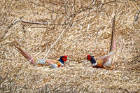 Ring-necked Pheasant, Male 23 - April 11, 2025 - Sioux Poinsett Game Production Area