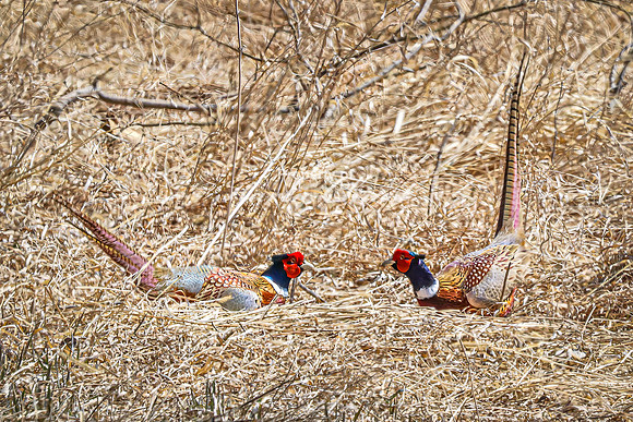 Ring-necked Pheasant, Male 23 - April 11, 2025 - Sioux Poinsett Game Production Area
