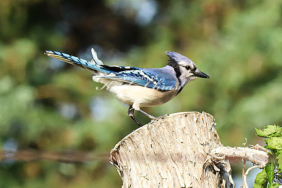 Blue Jay 1 - June 14, 2023 Oakwood Lakes State Park South Dakota