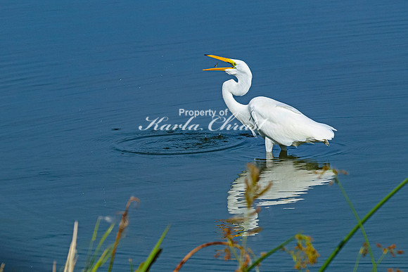 Great Egret 20 - September 1, 2023 Oakwood Lakes State Park South Dakota