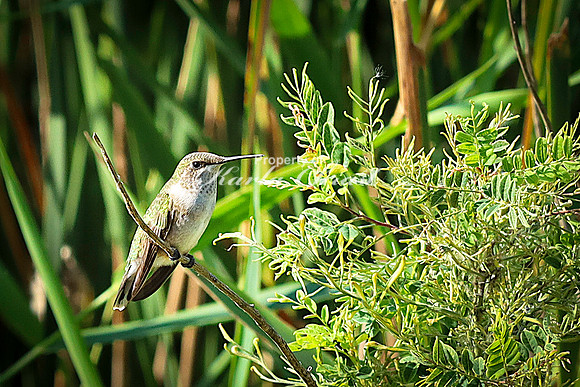 Ruby-throated Hummingbird 32 - September 1,  2023 Oakwood Lakes State Park