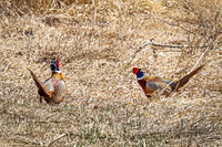 Ring-necked Pheasant, Male 20 - April 11, 2025 - Sioux Poinsett Game Production Area