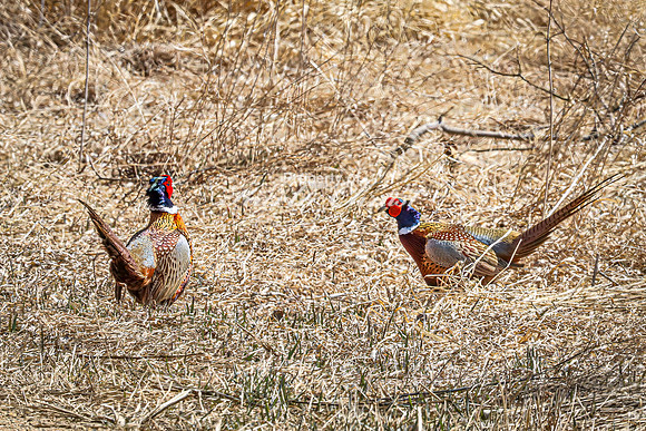 Ring-necked Pheasant, Male 20 - April 11, 2025 - Sioux Poinsett Game Production Area
