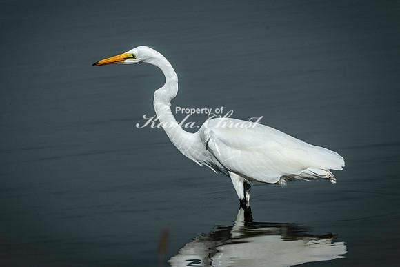 Great Egret 8 - September 1, 2023 Oakwood Lakes State Park South Dakota