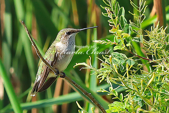 Ruby-throated Hummingbird 31 - September 1,  2023 Oakwood Lakes State Park