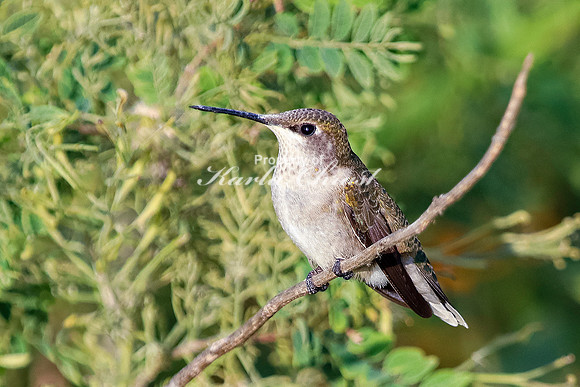 Ruby-throated Hummingbird 22 - September 1,  2023 Oakwood Lakes State Park