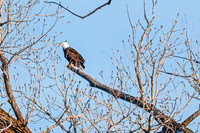 Bald Eagle 17 - March 10, 2025 DeSoto National Wildlife Refuge