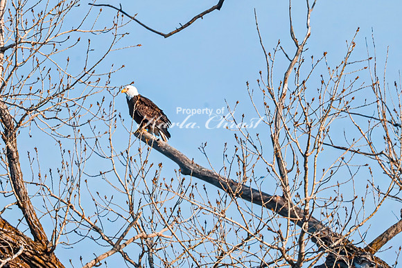 Bald Eagle 17 - March 10, 2025 DeSoto National Wildlife Refuge