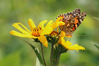 American Lady 2 - September 1, 2014 Union Slough National Wildlife Refuge