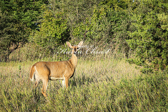 Whitetail Deer 26 - September 1,  2023 Oakwood Lakes State Park