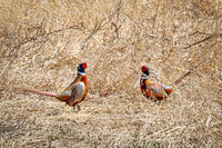 Ring-necked Pheasant, Male 9 - April 11, 2025 - Sioux Poinsett Game Production Area