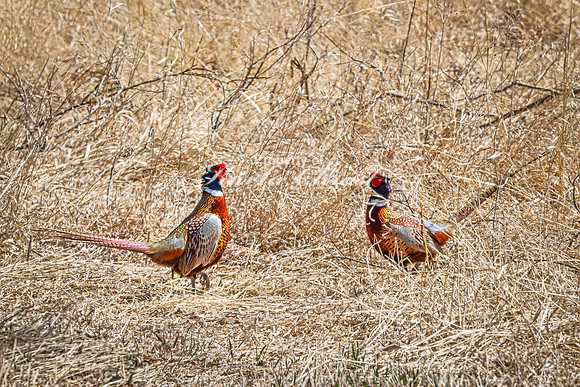Ring-necked Pheasant, Male 9 - April 11, 2025 - Sioux Poinsett Game Production Area