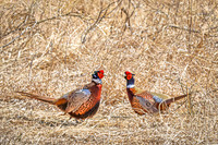 Ring-necked Pheasant, Male 5 - April 11, 2025 - Sioux Poinsett Game Production Area