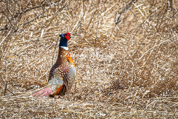 Ring-necked Pheasant, Male 31 - April 11, 2025 - Sioux Poinsett Game Production Area