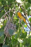 Baltimore Oriole 1 - June 20, 2014 Glacial Lakes State Trail Minnesota