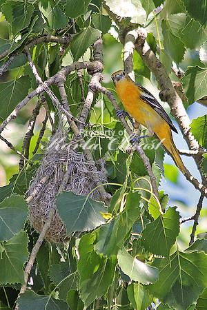 Baltimore Oriole 1 - June 20, 2014 Glacial Lakes State Trail Minnesota