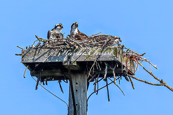 Osprey 4 - July 30, 2024 North Country National Scenic Trail