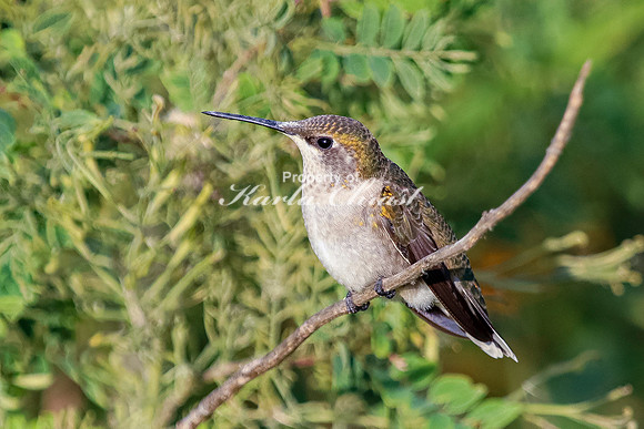 Ruby-throated Hummingbird 17 - September 1,  2023 Oakwood Lakes State Park