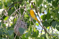 Baltimore Oriole 5 - June 20, 2014 Glacial Lakes State Trail Minnesota
