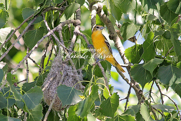 Baltimore Oriole 5 - June 20, 2014 Glacial Lakes State Trail Minnesota