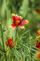 Blanket Flower 8 - July 02, 2024 Rural Minnesota