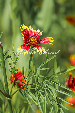 Blanket Flower 8 - July 02, 2024 Rural Minnesota