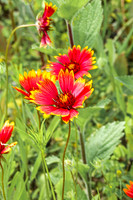 Blanket Flower 9 - July 02, 2024 Rural Minnesota