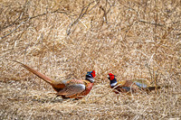 Ring-necked Pheasant, Male 12 - April 11, 2025 - Sioux Poinsett Game Production Area