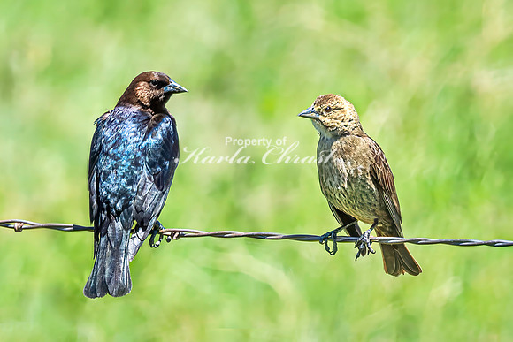 Brown-headed Cowbird 2 - June 5, 2024 Wyoming
