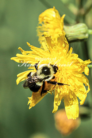 Bumble Bee 16 - August 14, 2023 Roy Lake State Park
