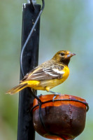Baltimore Oriole 15 - May 16, 2024