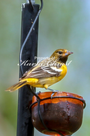 Baltimore Oriole 15 - May 16, 2024